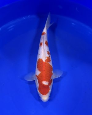 KOHAKU KCV001