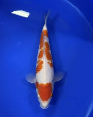 kohaku KCV004