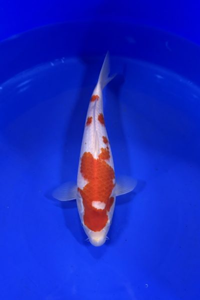 KOHAKU KCV001