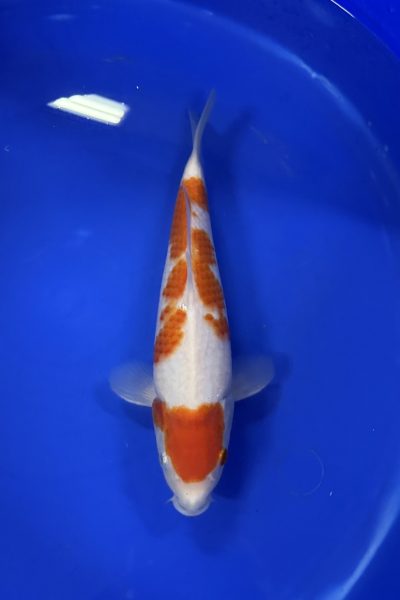 kohaku KCV004